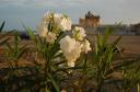 Blomstrende Nerier ved Collectors House, Trankebar